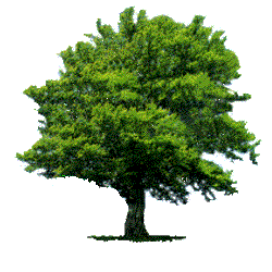 Click this image of a tree to return to the home page